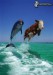 [obrazky.4ever.sk] delfin, krava, more, vlny 3812045.jpg